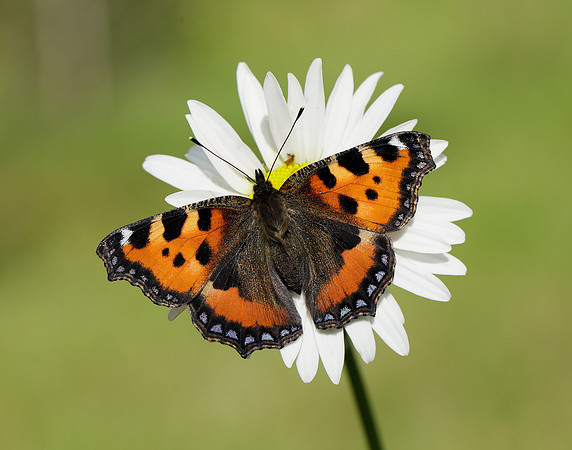 Small Tortoiseshell Aglais urticae