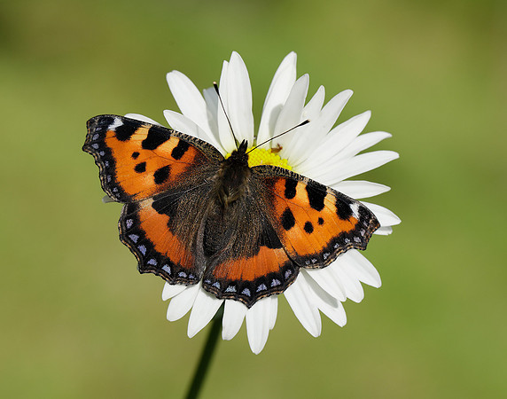 Small Tortoiseshell Aglais urticae