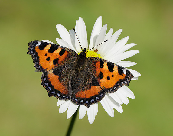 Small Tortoiseshell Aglais urticae