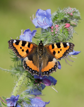 Small Tortoiseshell Aglais urticae