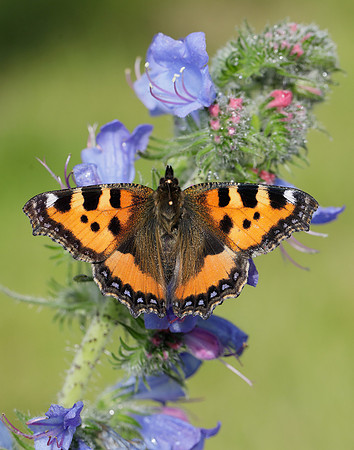 Small Tortoiseshell Aglais urticae