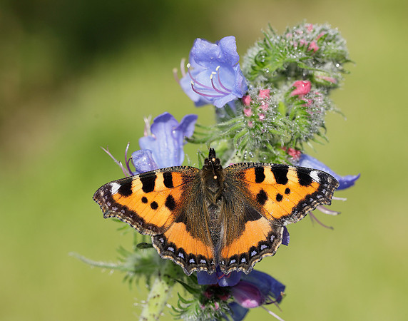 Small Tortoiseshell Aglais urticae