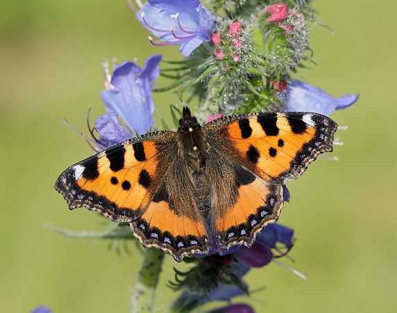 Small Tortoiseshell Aglais urticae