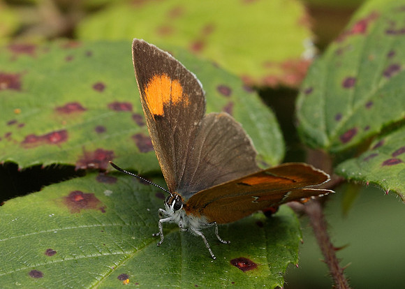 Brown Hairstreak Thecla betulae