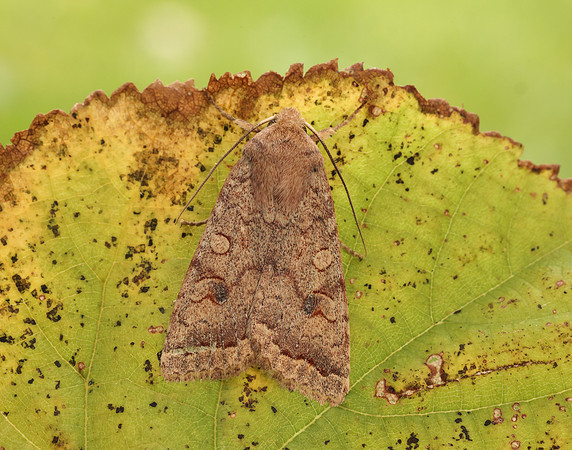 73.192 BF2262  Brick Agrochola circellaris