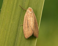 73.142 BF2379 Small Rufous Coenobia rufa
