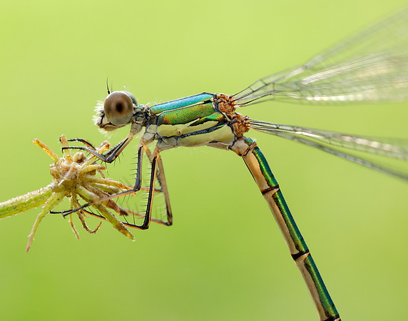 Willow Emerald Chalcolestes viridis