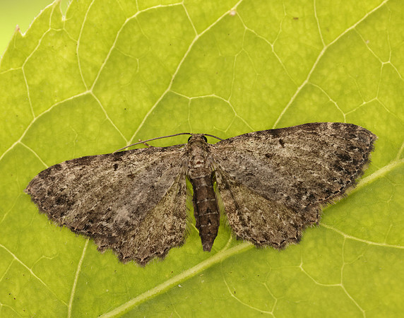 70.129 BF1863 Dentated Pug Anticollix sparsata
