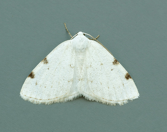 70.279 BF1957 White-pinion Spotted Lomographa bimaculata