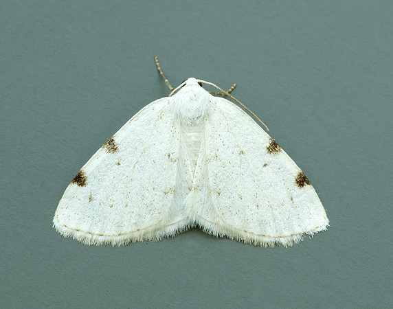 70.279 BF1957 White-pinion Spotted Lomographa bimaculata