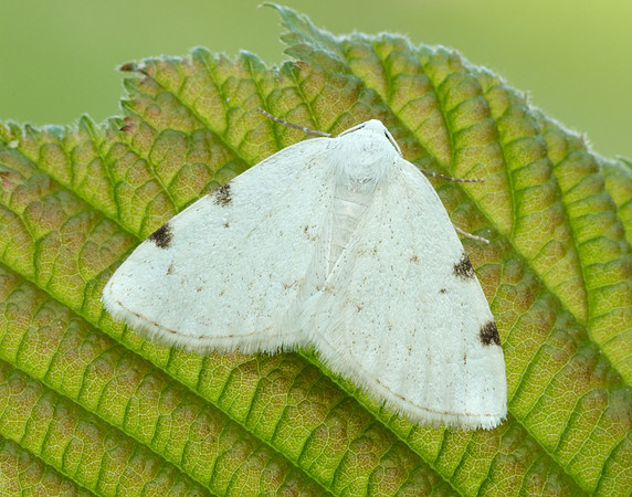 70.279 BF1957 White-pinion Spotted Lomographa bimaculata