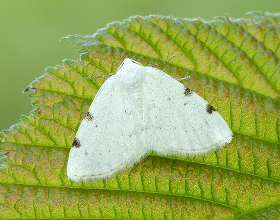 70.279 BF1957 White-pinion Spotted Lomographa bimaculata