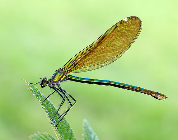Beautiful Demoiselle Calopteryx virgo