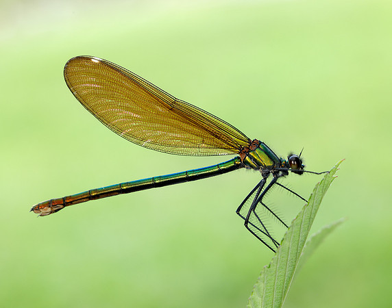 Beautiful Demoiselle Calopteryx virgo