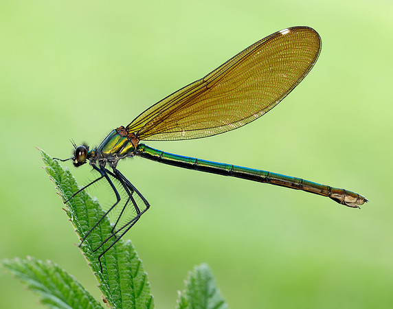 Beautiful Demoiselle Calopteryx virgo