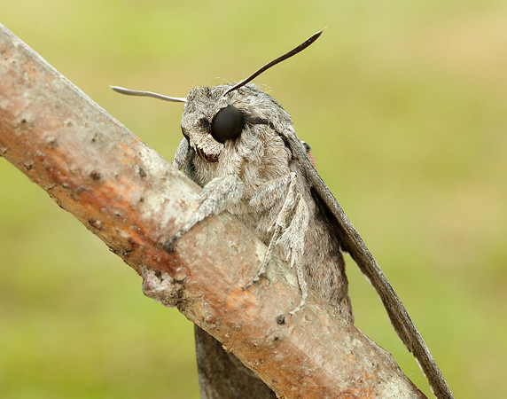 69.004 BF1972 Convolvulus Hawk-moth Agrius convolvuli