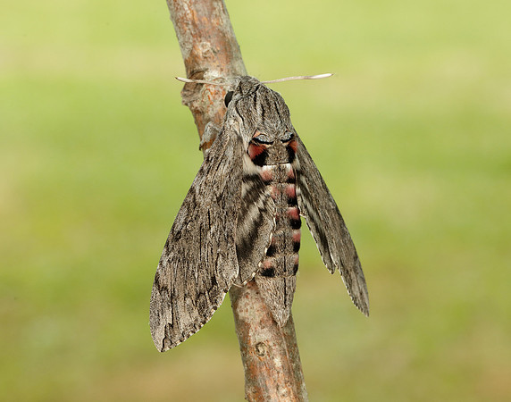 69.004 BF1972 Convolvulus Hawk-moth Agrius convolvuli