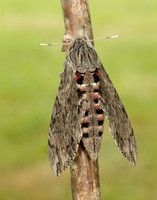 69.004 BF1972 Convolvulus Hawk-moth Agrius convolvuli