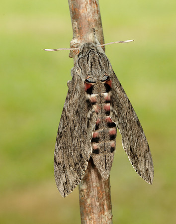 69.004 BF1972 Convolvulus Hawk-moth Agrius convolvuli