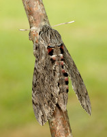 69.004 BF1972 Convolvulus Hawk-moth Agrius convolvuli