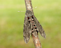 69.004 BF1972 Convolvulus Hawk-moth Agrius convolvuli