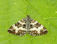 70.060 BF1737 Small Argent & Sable Epirrhoe tristata