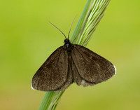 70.130 BF1870 Chimney Sweeper Odezia atrata