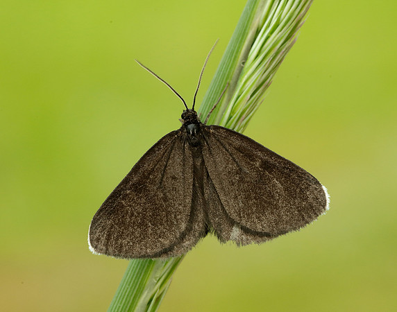70.130 BF1870 Chimney Sweeper Odezia atrata
