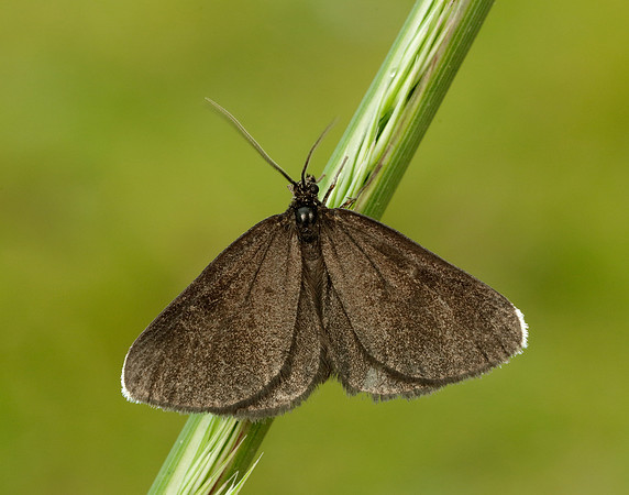70.130 BF1870 Chimney Sweeper Odezia atrata