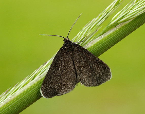 70.130 BF1870 Chimney Sweeper Odezia atrata