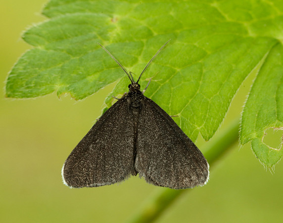70.130 BF1870 Chimney Sweeper Odezia atrata