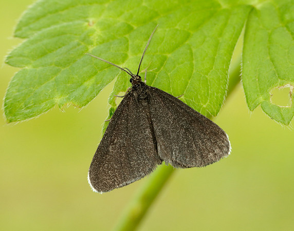 70.130 BF1870 Chimney Sweeper Odezia atrata