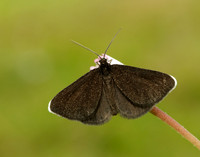 70.130 BF1870 Chimney Sweeper Odezia atrata