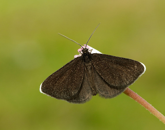 70.130 BF1870 Chimney Sweeper Odezia atrata