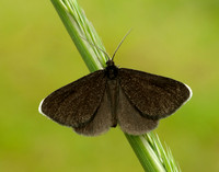 70.130 BF1870 Chimney Sweeper Odezia atrata