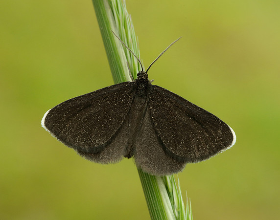 70.130 BF1870 Chimney Sweeper Odezia atrata