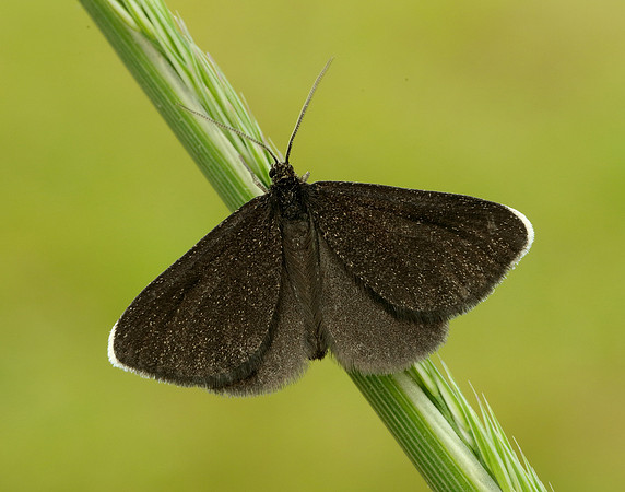 70.130 BF1870 Chimney Sweeper Odezia atrata