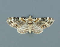 70.130 BF1870 Chimney Sweeper Odezia atrata