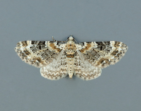 70.130 BF1870 Chimney Sweeper Odezia atrata