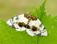 70.206 BF1885 Clouded Magpie Abraxas sylvata