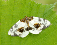 70.206 BF1885 Clouded Magpie Abraxas sylvata