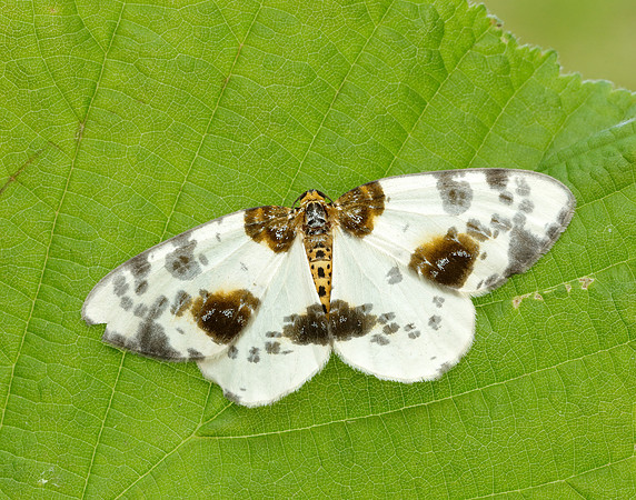 70.206 BF1885 Clouded Magpie Abraxas sylvata
