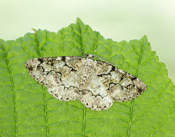 70.288 BF1945 Brussels Lace Cleorodes lichenaria