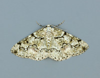 70.288 BF1945 Brussels Lace Cleorodes lichenaria