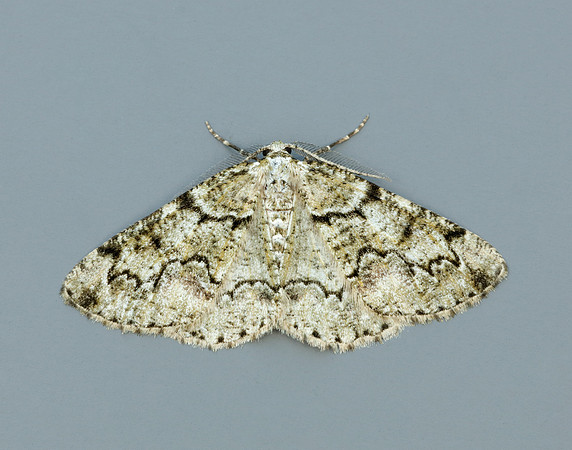 70.288 BF1945 Brussels Lace Cleorodes lichenaria