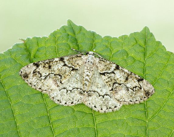 70.288 BF1945 Brussels Lace Cleorodes lichenaria