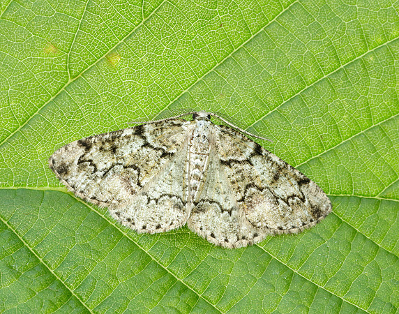 70.288 BF1945 Brussels Lace Cleorodes lichenaria