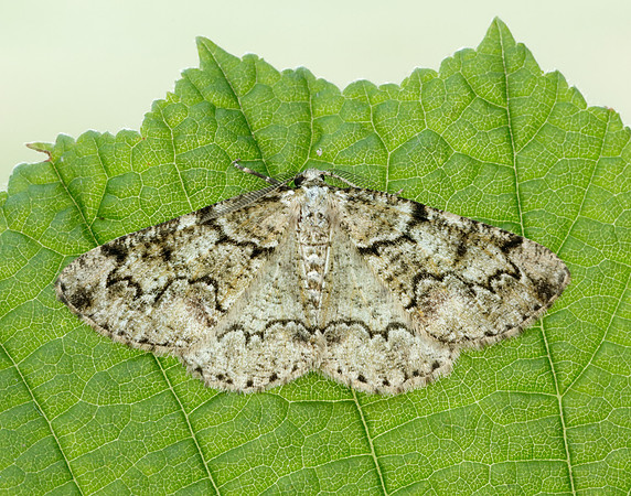 70.288 BF1945 Brussels Lace Cleorodes lichenaria