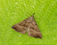 72.003 BF2477 Snout Hypena proboscidalis