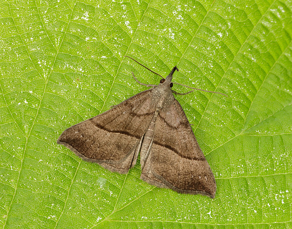 72.003 BF2477 Snout Hypena proboscidalis